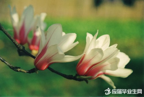 ɢ�ġ�����������