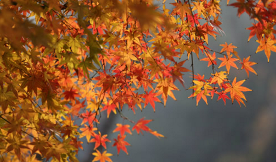 �����и���ΰ������ǵ���