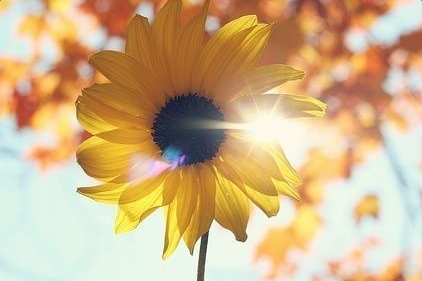 �鷨������־С����