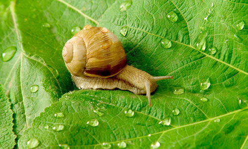 ��С������ţ�Ĺ���