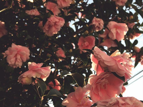 ɢ�ģ���������