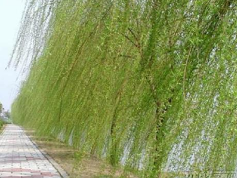 观察柳树的植物日记