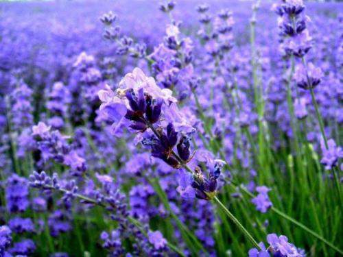 ������ѧ�ʵ���־����