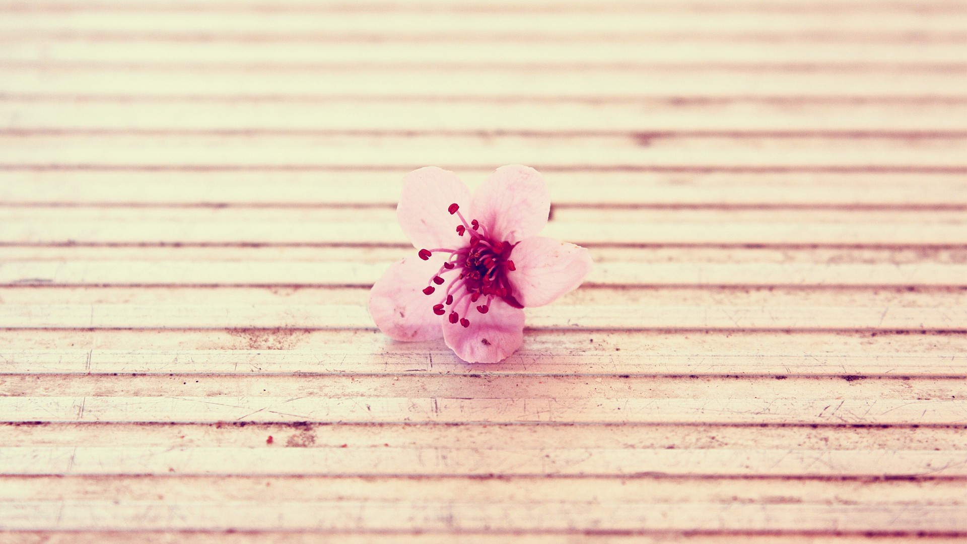 ɢ�ģ���������