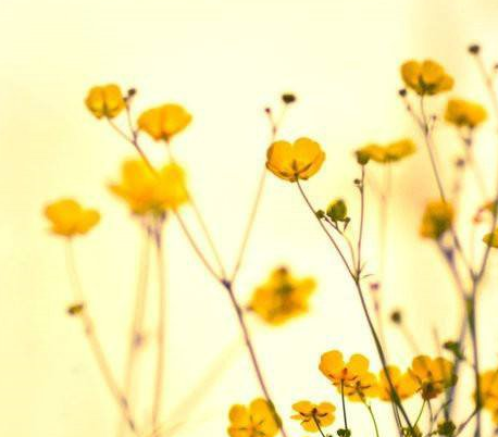 ���������ɢ��