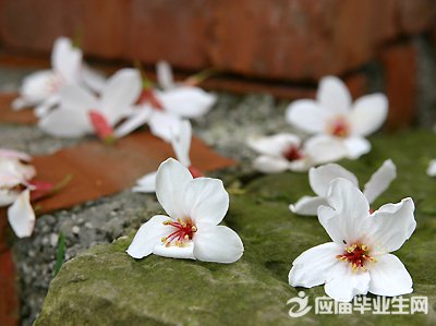 ���ó��Ｐ����2017