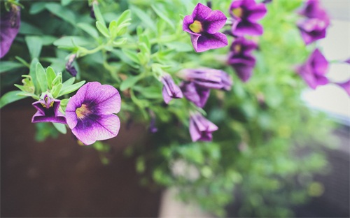 最牛的说说心情短语大全