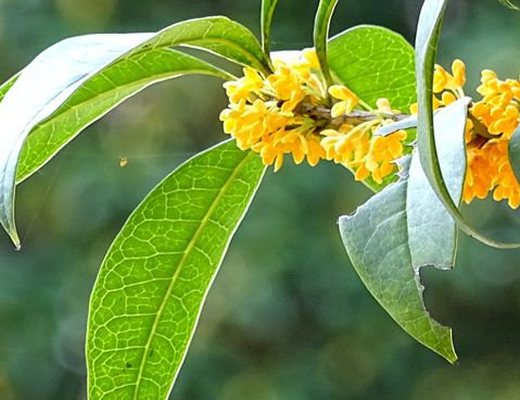 ��д�𻨵���������ɢ��