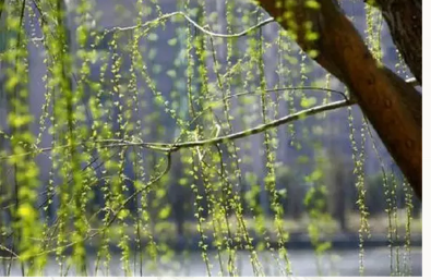 ǳ����������ɢ��