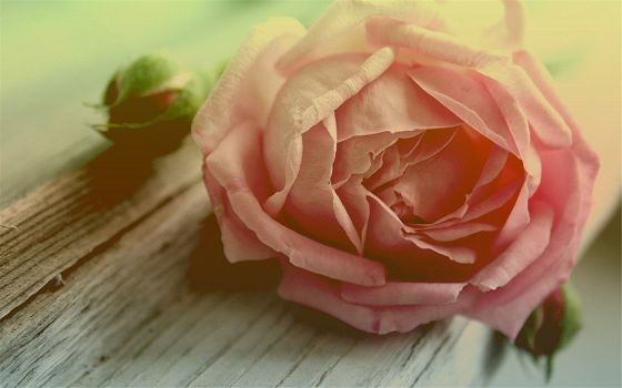 ���ڰ����˵˵