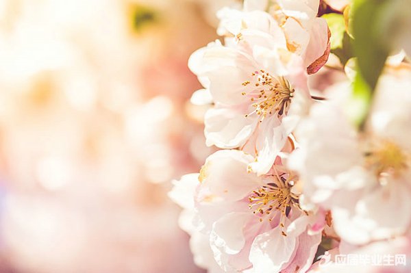 �й���������ɢ��