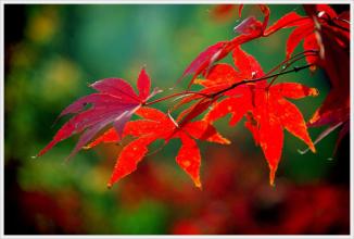 有关春节俗语的歇后语