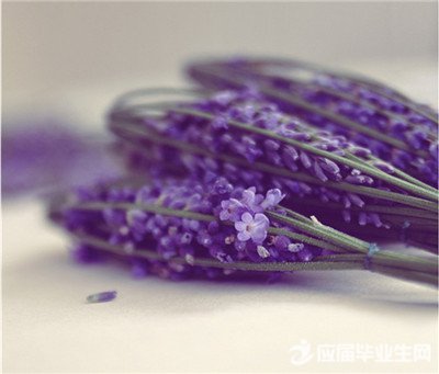 ���������ĸ���ǩ��ժ¼