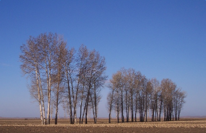 茅盾《白杨礼赞》经典散文 茅盾《白杨礼赞》经典散文