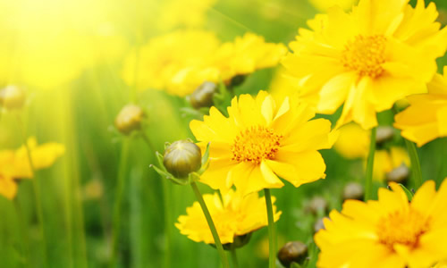 �����µ�С����ɢ��