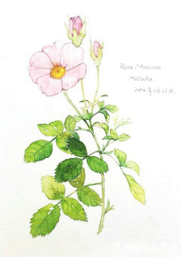 ��д�����绨�ĸ���˵˵