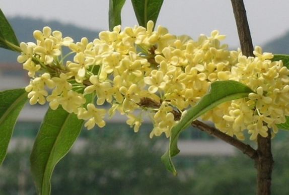 �йع𻨵�ɢ��