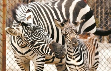 С�����İ��ƵĹ���