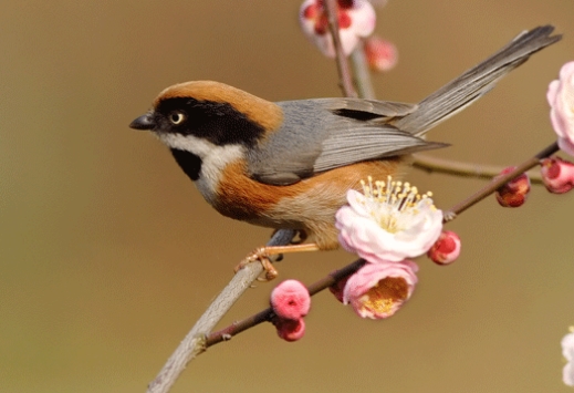 ����������ĳ���