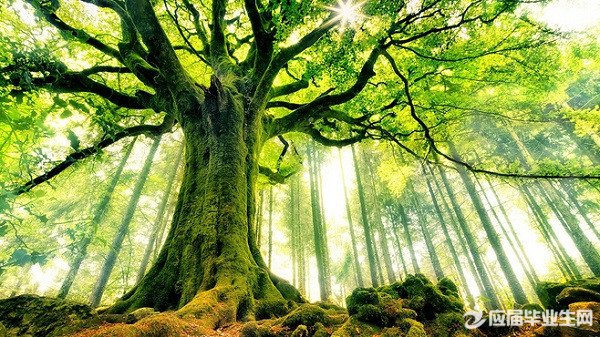 ϯĽ��ɢ�Ĺ¶�����