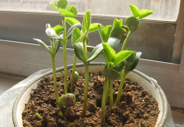 ÖÖ¶¹×Ó·¢Ñ¿¹Û²ìÈÕ¼Ç