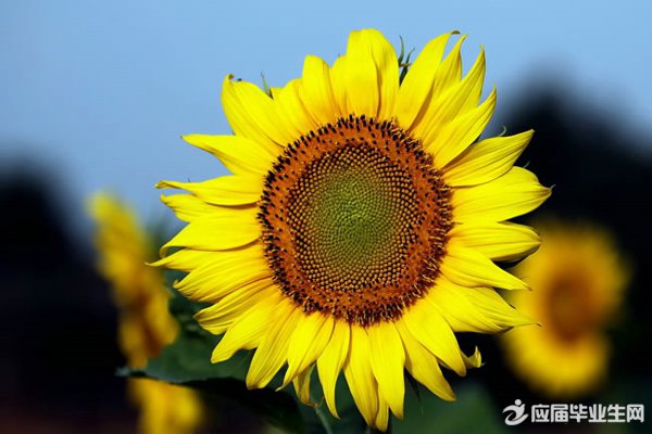 �ж���Ӣ��ʫ��