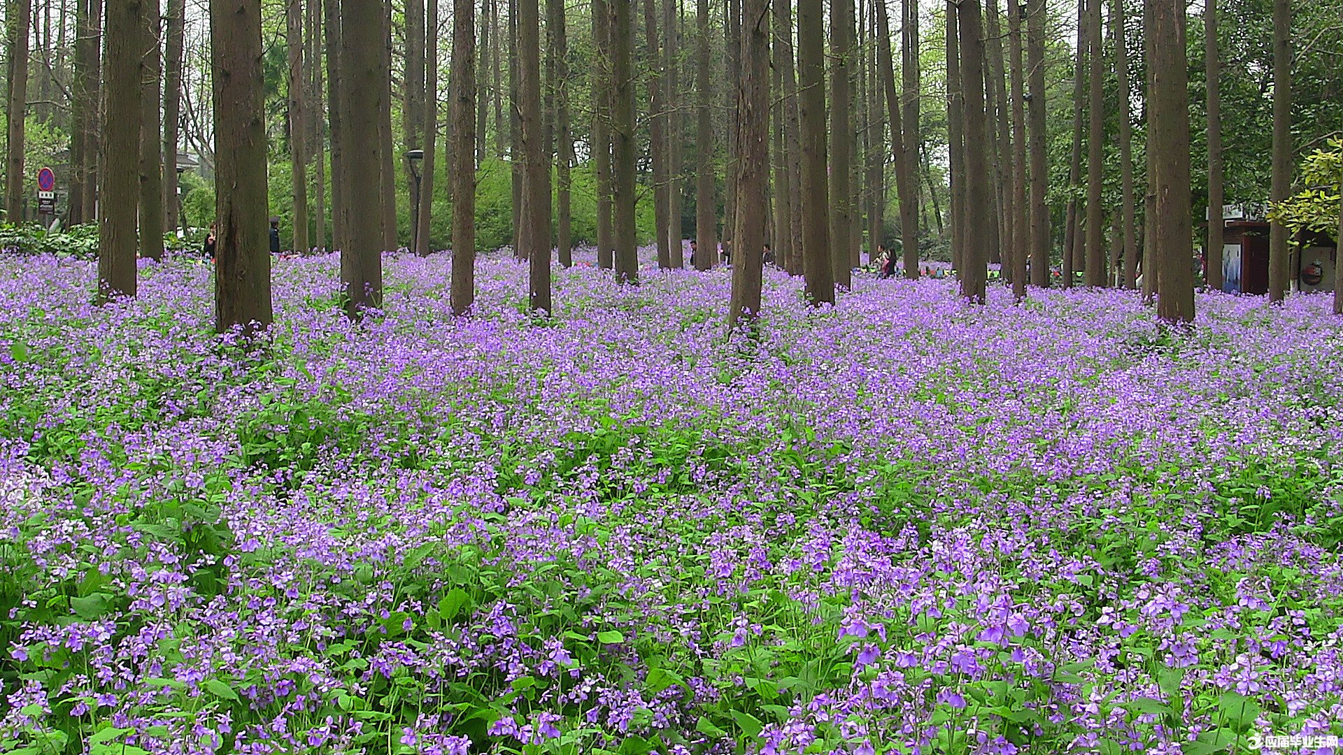 Т˳��ĸ�ľ���ʫ��