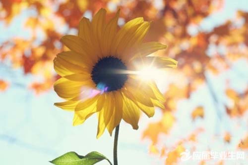 �ഺУ԰ɢ�ľ�ѡ