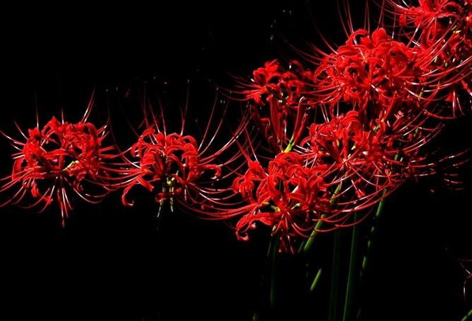 彼岸花的花语个性签名