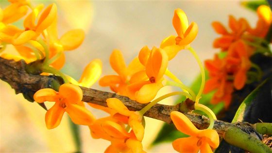 �����𻨵�ɢ��