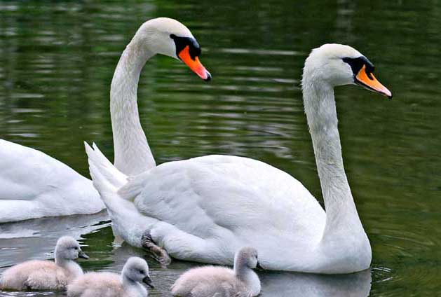 ��������̶��Ĺ���