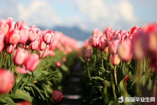 有关父母爱的诗歌