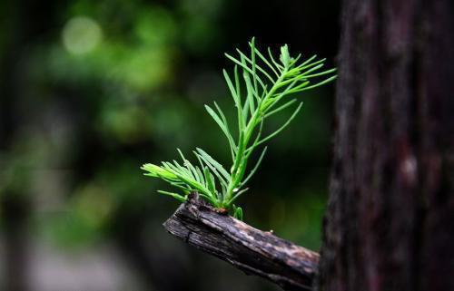 ������ͷ�ֶ�����������˹�յ���־����