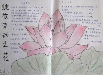 关于荷花手抄报