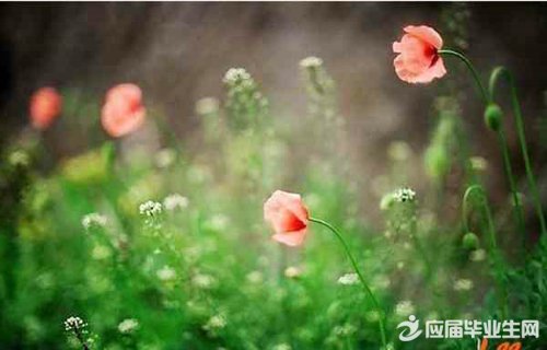 ����������ʫ��