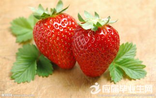 ��ݮ���Ķ���