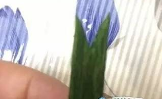 ������ֽ��õ�廨ͼ��