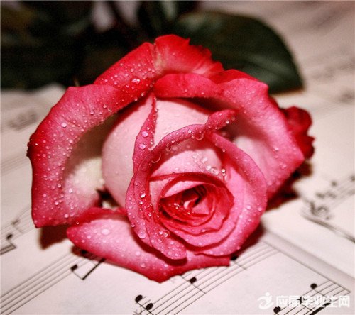 ���䰮������ժ��