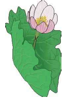 �ڰ屨�廭���ز�