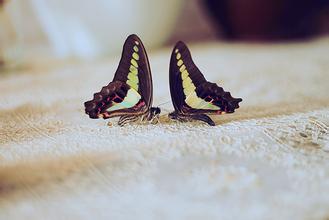 �������Ķ���