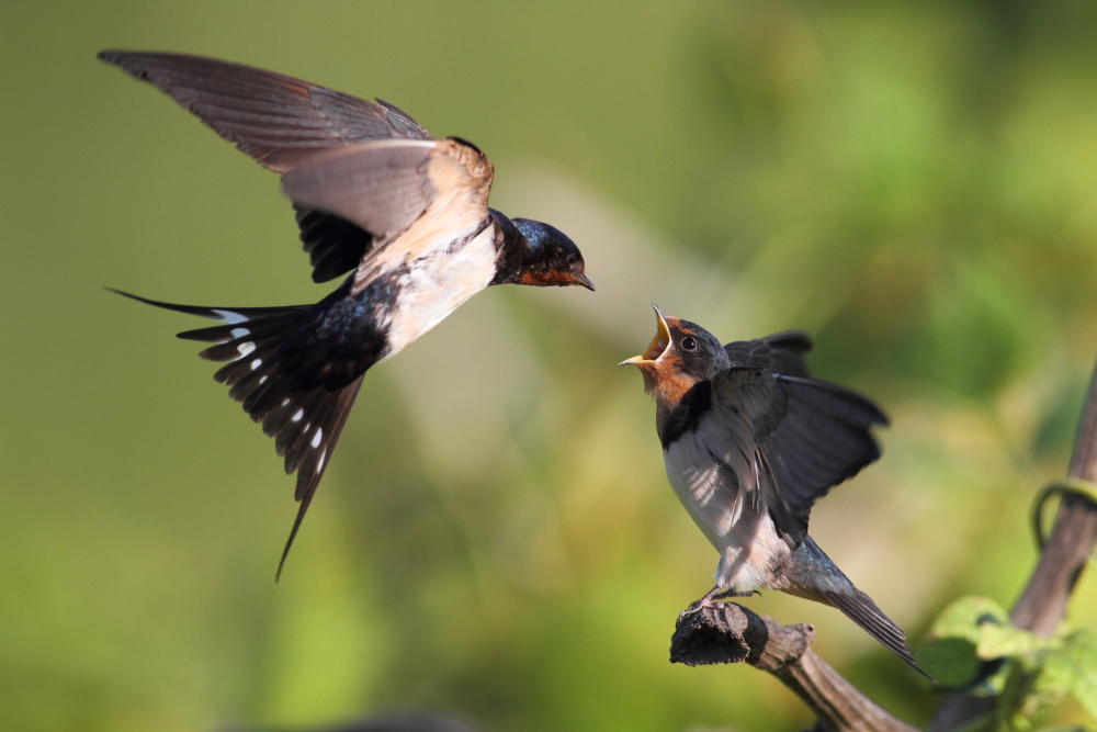 ������ֽ�����̳�