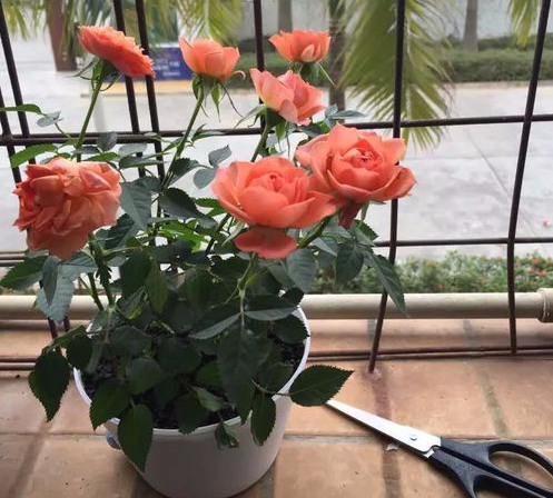 玫瑰花修剪图解