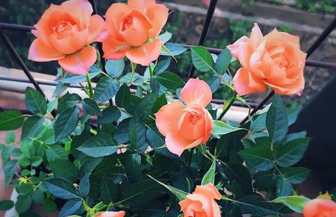 玫瑰花修剪图解