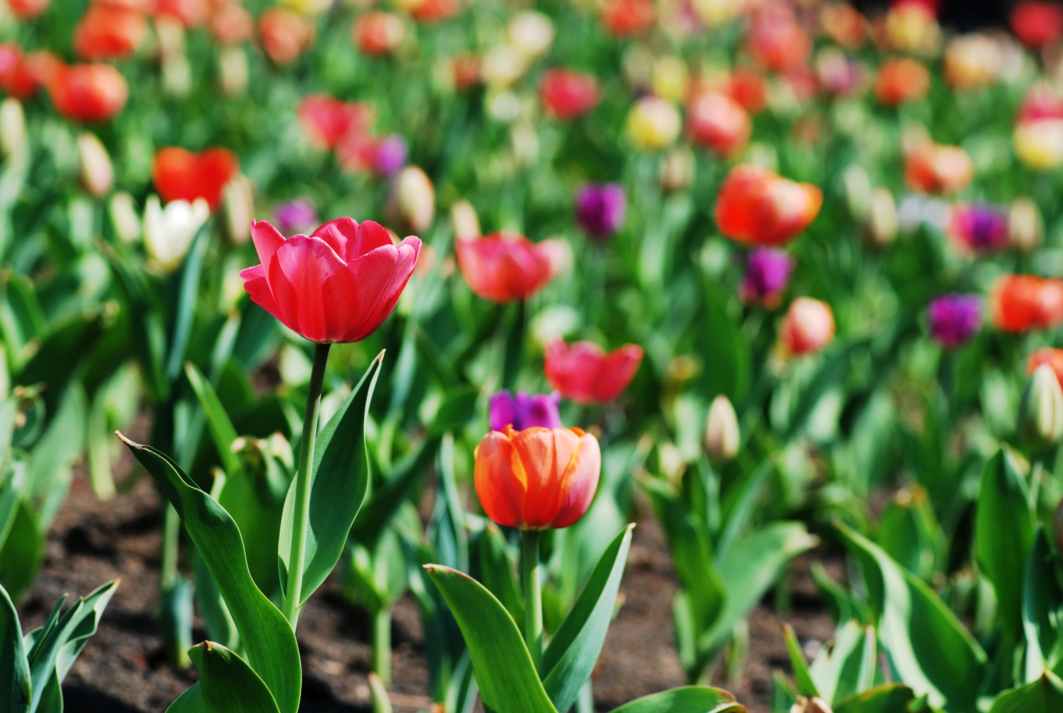 ��������ֽ�̳�