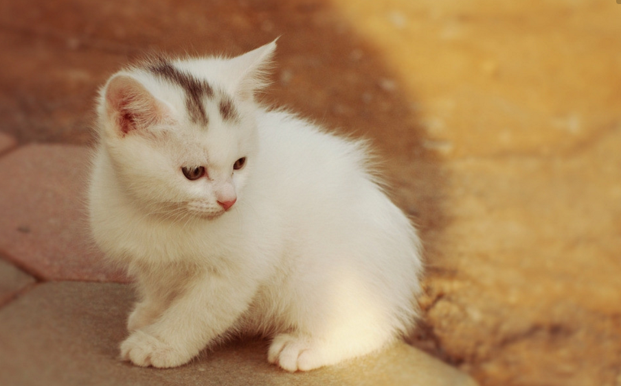 ����è��Сѧ���꼶Ӣ������