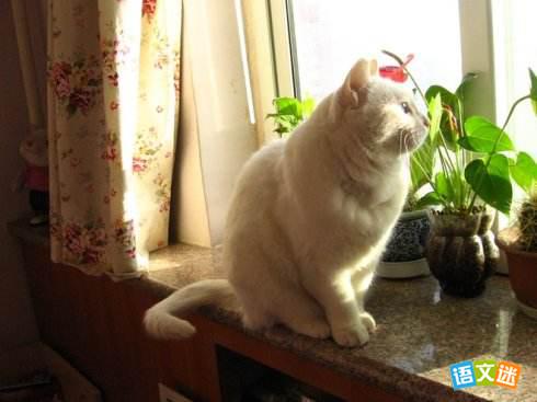 ��һӢ�ﷶ�ģ�My Pet