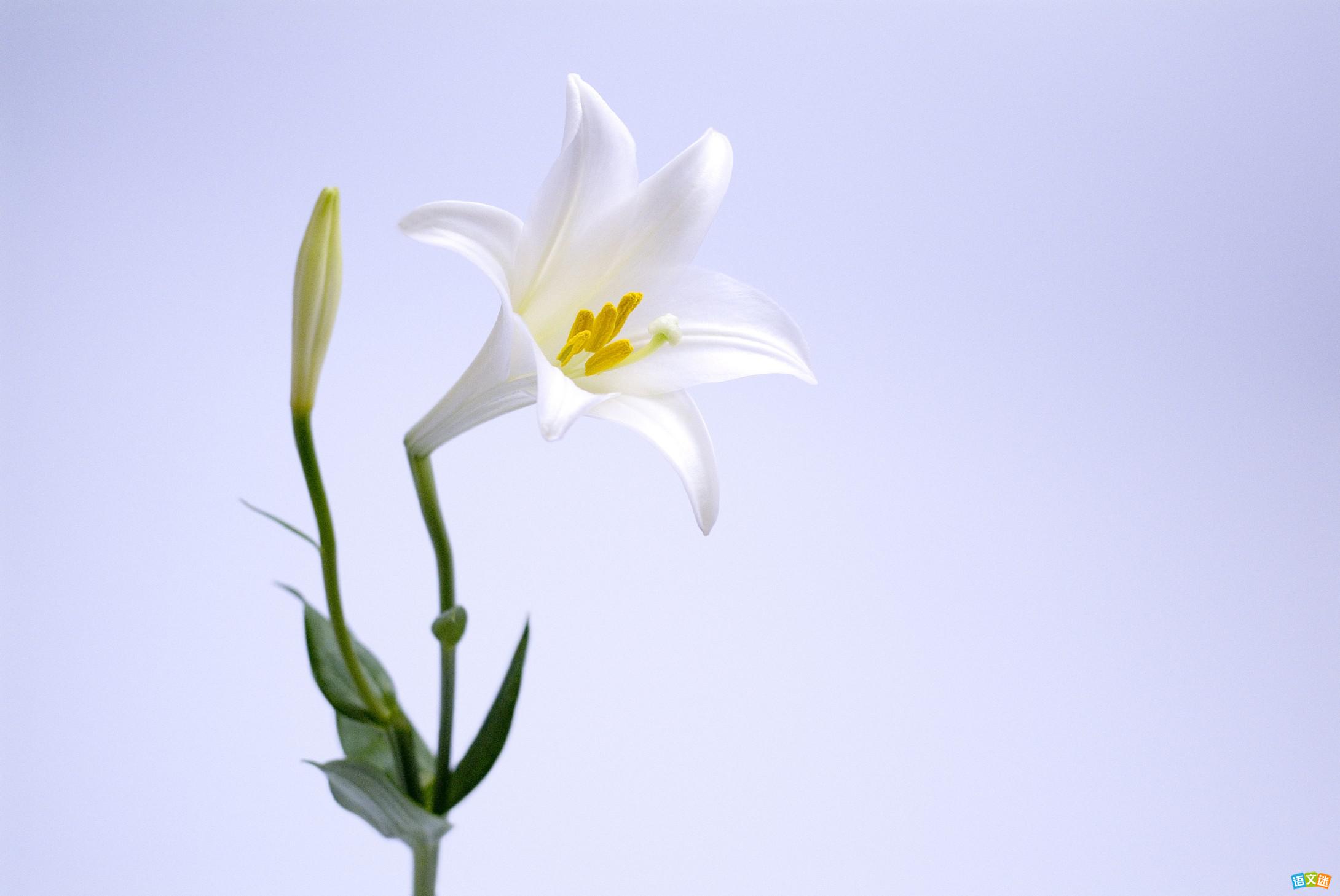 ��������My Favorite Flower