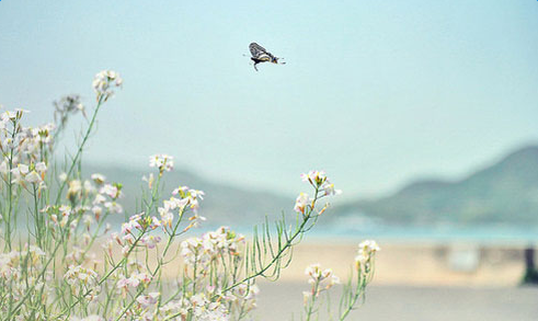 ���ڳ���Ӣ���������ķ��ģ������½��ձ�