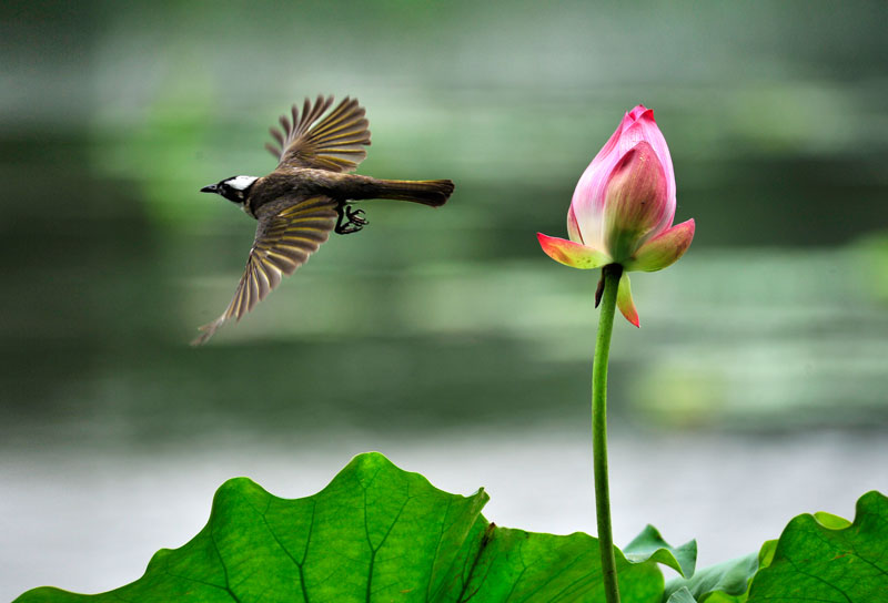 ���꼶���ģ���������һֻ��