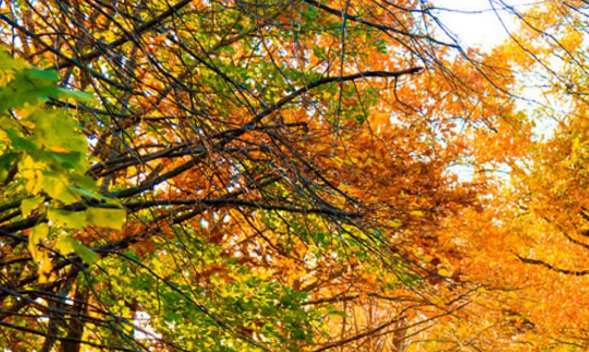 �Ұ��ҵļ������꼶��Ԫ����